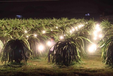 Ứng dụng kỹ thuật chiếu sáng nhân tạo trong Đăng ký và nhận 60K 24 bao lì xì miễn phí mỗi ngày 
